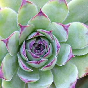 Sempervivum tectorum ‘Red-Purple’ – Hens and Chickens – Roof Houseleek – Common Houseleek – get a quote