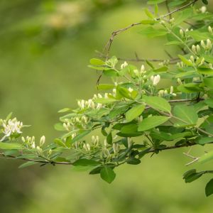 Lonicera morrowii – Honeysuckle – Woodbine – get a quote