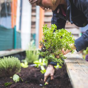 Planting Herbs get a quote