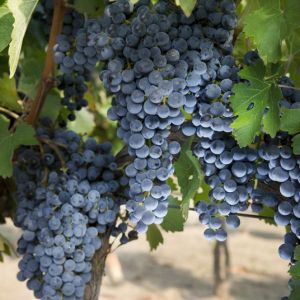 Growing Grapes get a quote