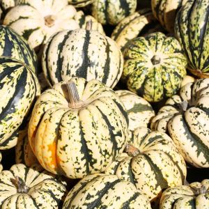 Sweet Dumpling squash get a quote