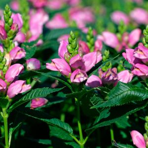 Chelone obliqua – Turtlehead – get a quote