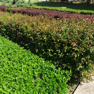 5 Best Plants For Multipurpose Hedge Plants get a quote