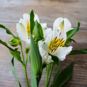 Alstroemeria ‘Walter Fleming’ – Alstromeria ‘Orchid’ – Peruvian lily get a quote