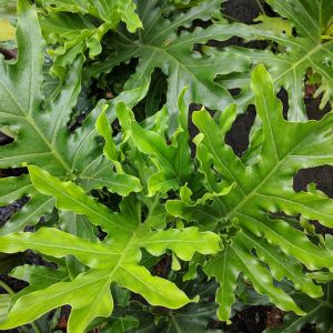 Philodendron Selloum get a quote