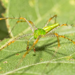Green Lynx Spider – Peucetia viridans get a quote