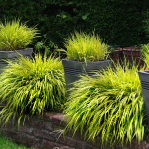 Planting Ornamental Grasses get a quote