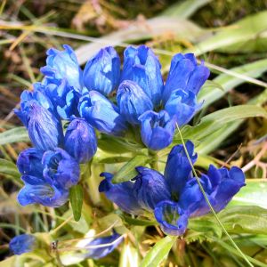 Gentiana decumbens – Gentian – get a quote