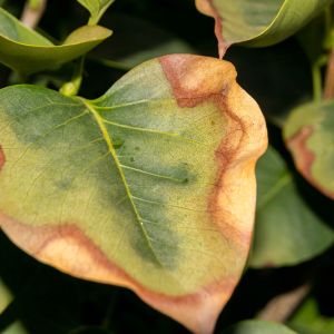Leaf scorch get a quote
