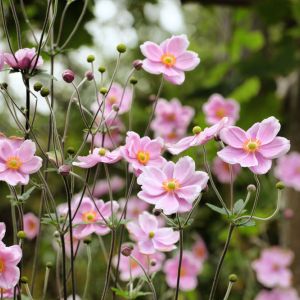 Anemone tomentosa – Anemone vitifolia of gardens – Anemone vitifolia ‘Robustissima’ – Grapeleaf Anemone –  Windflower get a quote