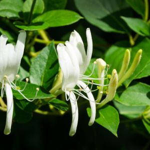 Lonicera giraldii – Honeysuckle – Woodbine – get a quote