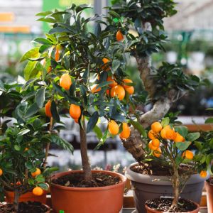 Growing Citrus get a quote