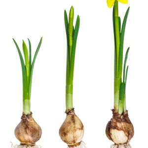 Introduction to Bulbous Plants get a quote
