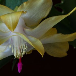 Schlumbergera ‘Gold Charm’ – Christmas Cactus – Holiday Cactus – get a quote