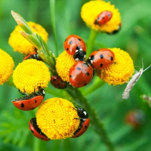 Buy Beneficial Garden Insects Plants