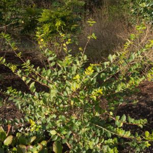 Lonicera x purpusii ‘Winter Beauty’ – Honeysuckle – Woodbine – get a quote