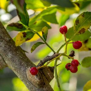 Zanthoxylum americanum ‘ Northern Prickly Ash ‘ Prickly Ash ‘ Toothache Tree ‘ get a quote