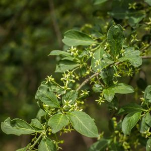 Euonymus europaeus – European Euonymus – European Spindle Tree – Spindle Tree – get a quote