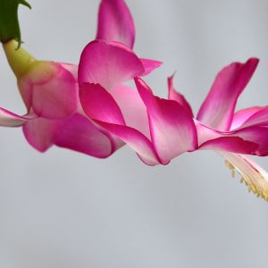 Schlumbergera ‘Bristol Beauty’ – Christmas Cactus – Holiday Cactus – get a quote