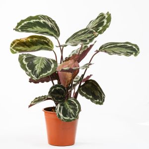 Calathea veitchiana – get a quote