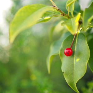 Ilex pedunculosa – Longstalked Holly – Holly – get a quote