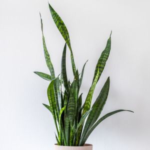 Sansevieria Zylanica get a quote