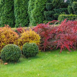 Introduction to Shrubs get a quote