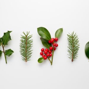 Buy Seasonal or Holiday Plants Plants