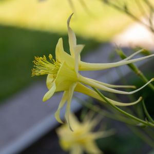 Aquilegia longissima – Columbine get a quote