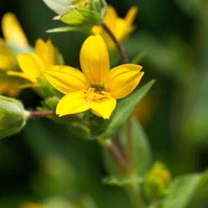 Lindheimera texana – Star Daisy – get a quote