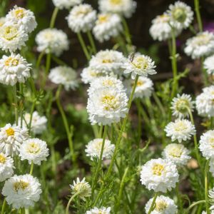 Chamaemelum nobile ‘Flore Pleno’ – Anthemis nobilis ‘Flore Pleno’ – Lawn Chamomile – Roman Chamomile – Chamomile – get a quote