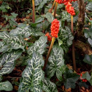 Arum italicum – Italian Arum – Lords and Ladies get a quote