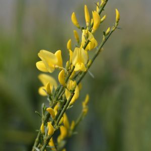 Cytisus x praecox ‘Allgold’ – Argyrocytisus – Broom – get a quote