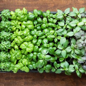 Types of Basils get a quote