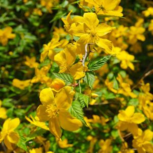 Kerria japonica – Japanese Rose – get a quote