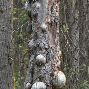 Galls or Growths on Leaves, Branches or Trunks get a quote