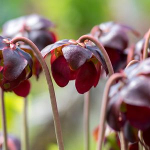 Sarracenia purpurea – Common Pitcher Plant – Huntsman’s Cup – Indian Cup – Sweet Pitcher Plant – Pitcher Plant – get a quote