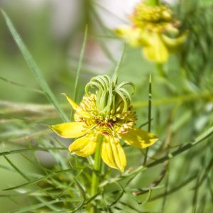 Nigella orientalis ‘Transformer’ – Devil-in-a-bush – Love-in-a-mist – get a quote