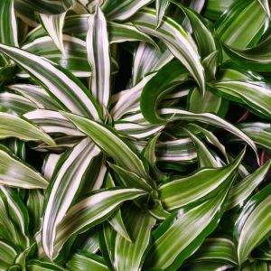 Dracenea d. ‘Warneckei’ – Warneckeii – Dracenea deremensis – Draceanea d. ‘Souvenir de Schrijver – get a quote
