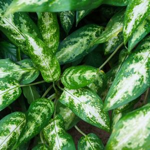 Aglaonema commutatum ‘Pseudobracteatum’ – get a quote