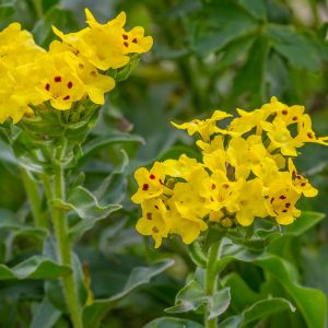 Arnebia pulchra – Arnebia echioides – Echioides longiflorum – Macrotomia Echioides – Prophet Flower – get a quote