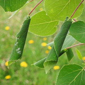 Leaves Distorted or Curled get a quote