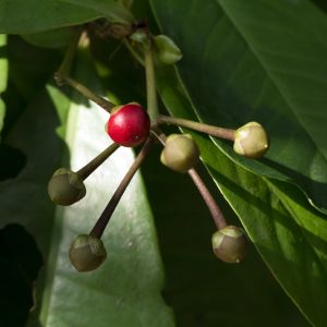 Ardisia Humilis – Red Ardisia –  Shoe Button Plant get a quote