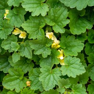 Asarina procumbens ‘Iberian Trail’ ‘ Antirrrhinum asarina ‘Iberian Trail’ ‘ Climbing Snapdragon – Creeping Gloxinia ‘ Trailing Snapdragon get a quote