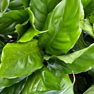 Aglaonema modestum – Chinese Evergreen – get a quote