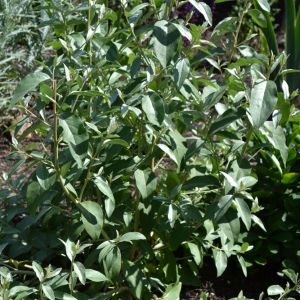 Elaeagnus angustifolia ‘Quicksilver’ – Elaeagnus ‘Quicksilver’ – Oleaster – Russian Olive – get a quote