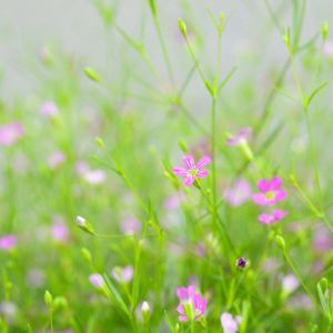 Gypsophila paniculata ‘Pink Star’ – Baby’s Breath – get a quote