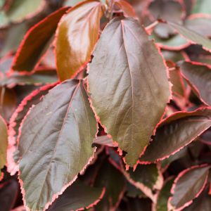 Acalypha wilkesiana ‘Marginata’- Fijian Fire Plant – Cooper Leaf – Fire Dragon – Jacob’s Coat – Match-me-if-you-can – get a quote