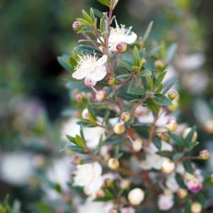 Myrtus communis ‘Compacta’ – Common Myrtle – True Myrtle – Myrtle – get a quote
