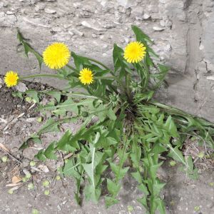 Buy Turf Weeds Plants